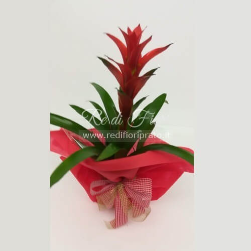 Guzmania Guzmania
