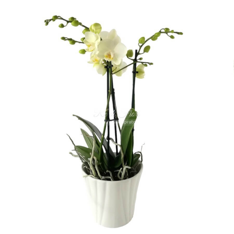 Phalaenopsis fiore piccolo con vaso Phalaenopsis fiore piccolo con vaso