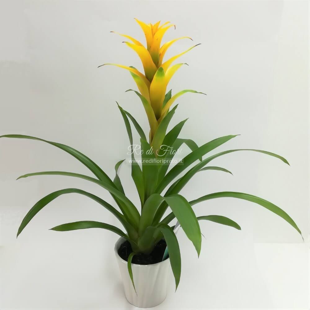 Guzmania con vaso ceramica Guzmania con vaso ceramica