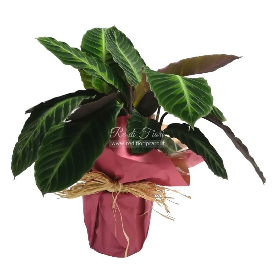 Calathea Calathea