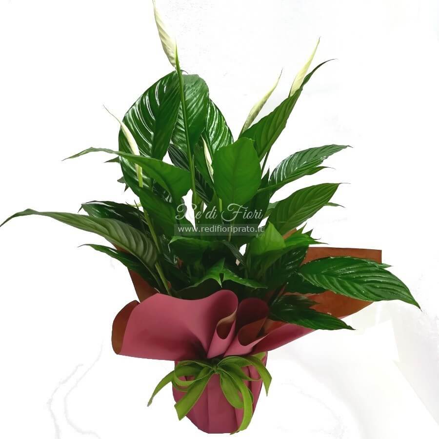 Spathiphyllum Spathiphyllum