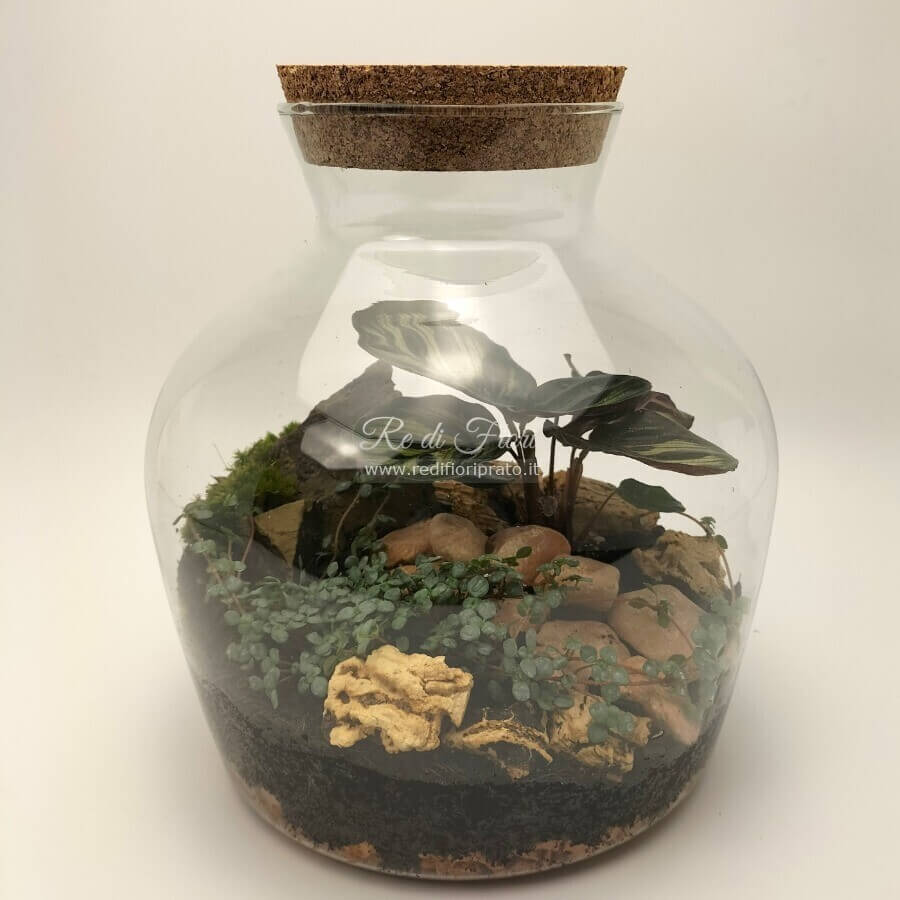 Terrario 503 Terrario 503