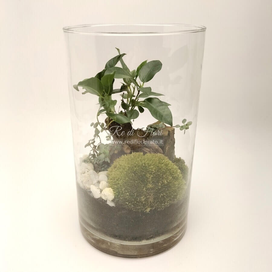 Terrario Ginseng Cilindro - Big Terrario Ginseng Cilindro - Big