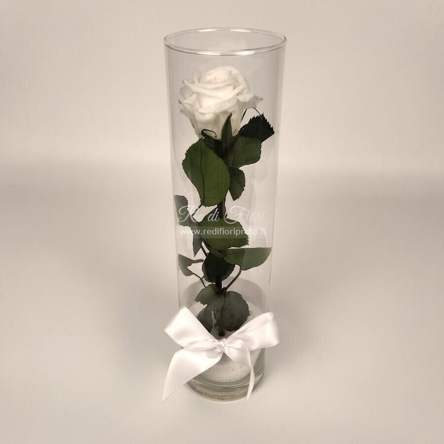 Rosa stabilizzata bianca - vaso cilindro Rosa stabilizzata bianca - vaso cilindro