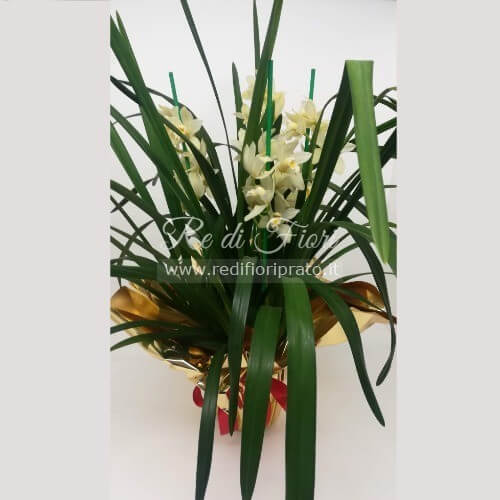 Orchidea Cymbidium