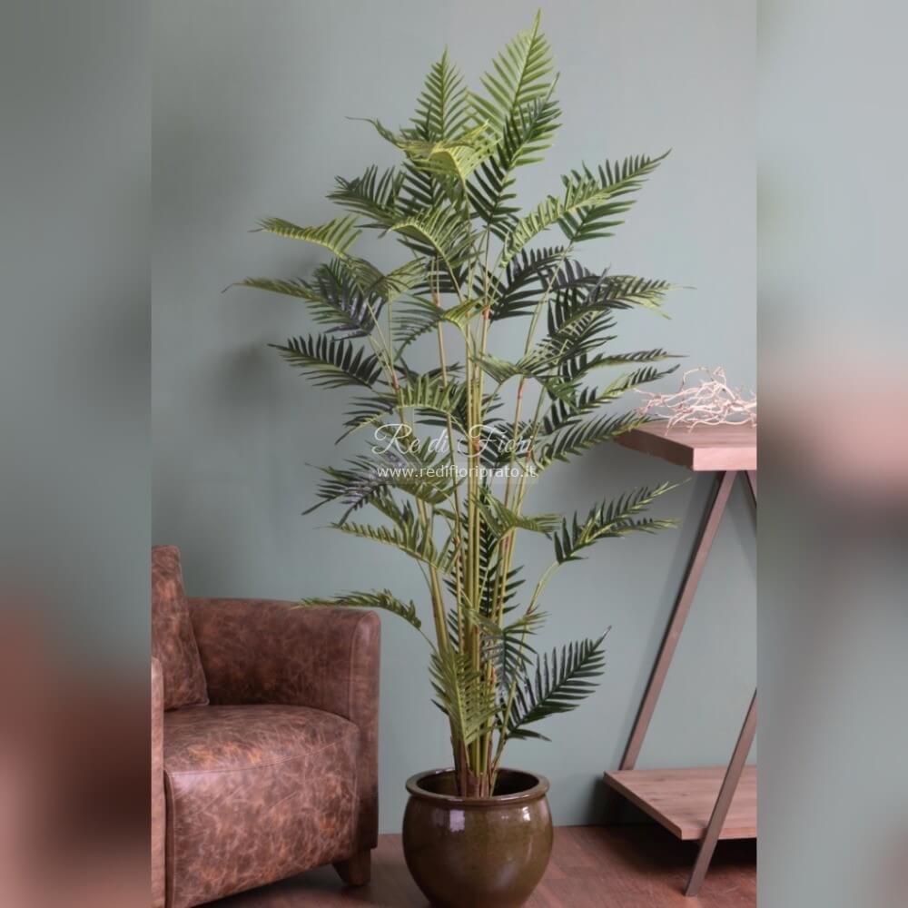 Chamadorea/180 Chamadorea/180