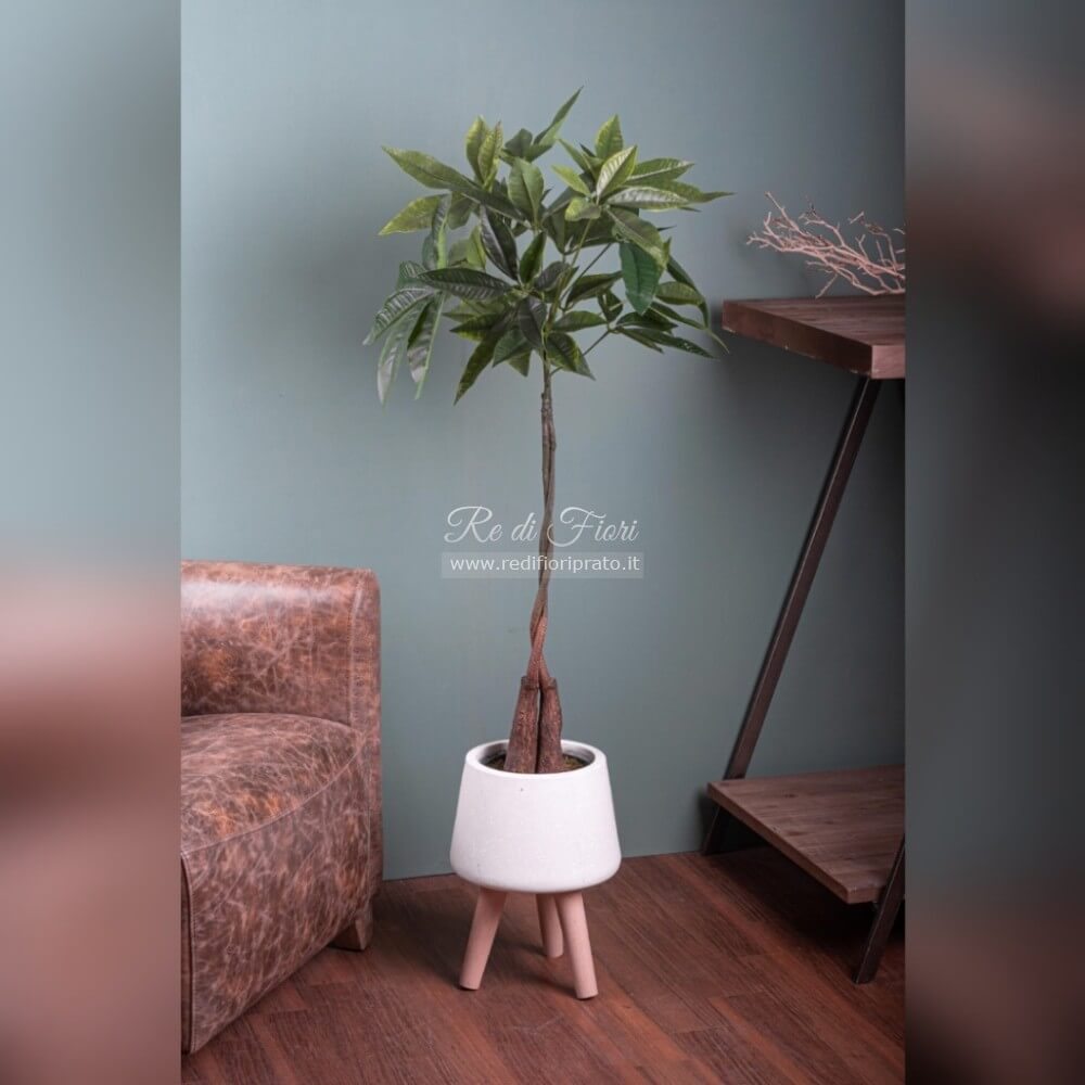 Pachira /115 Pachira /115