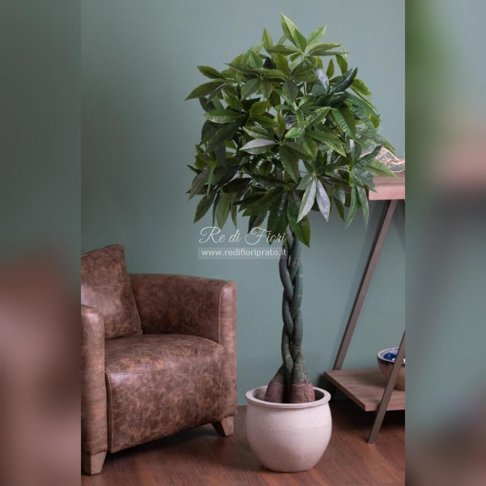 Pachira /150 Pachira /150