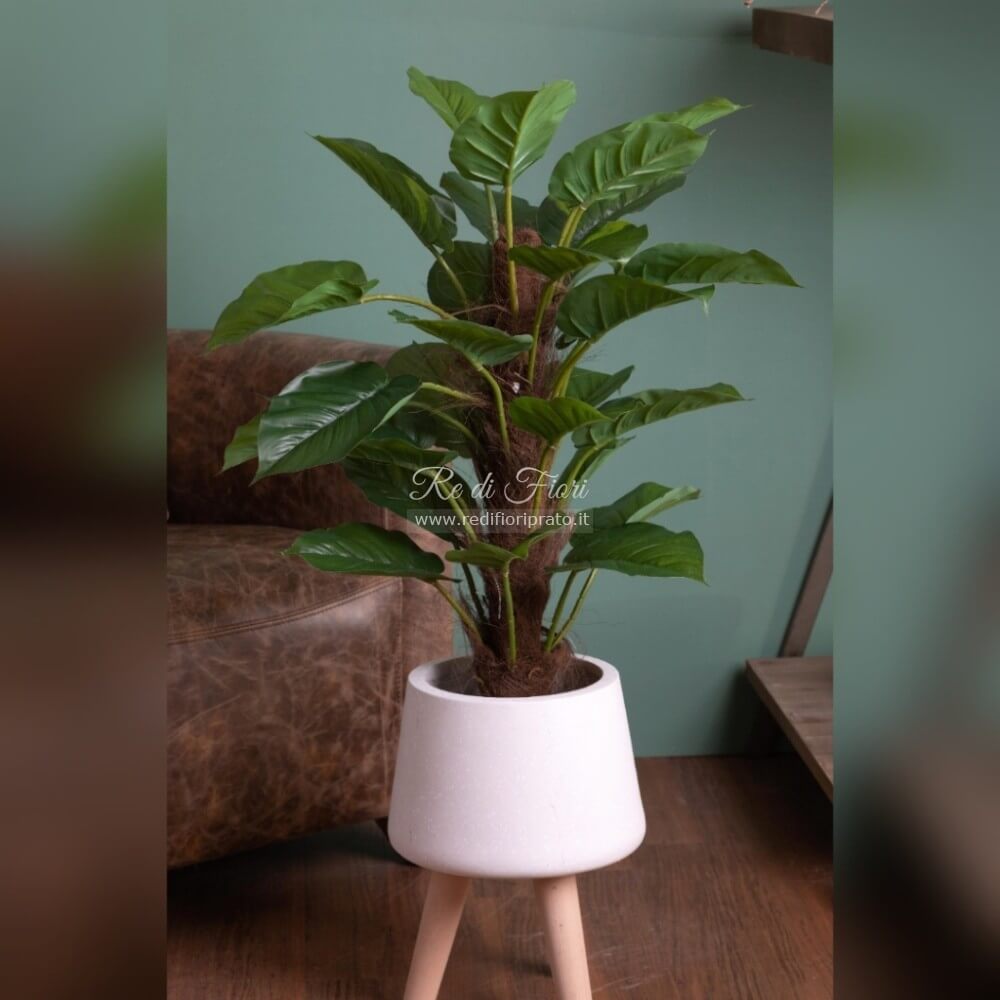 Pothos /85 Pothos /85