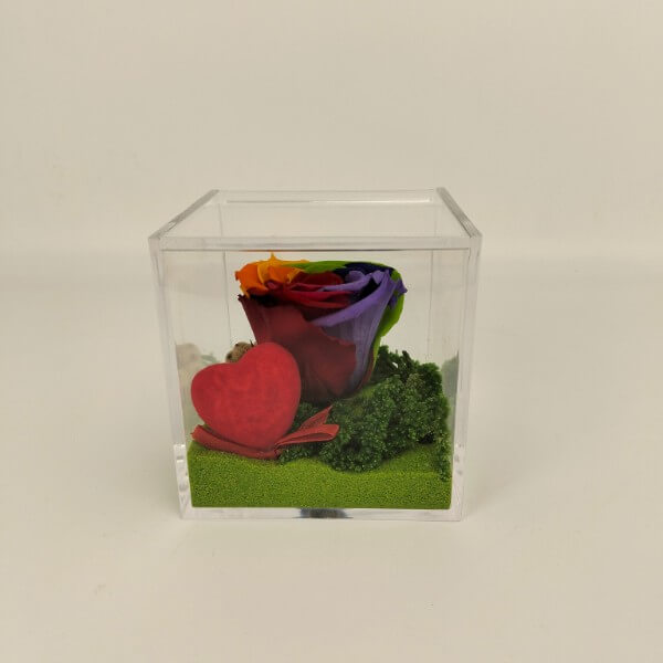 Rosa arcobaleno - cubo plexi Rosa arcobaleno - cubo plexi