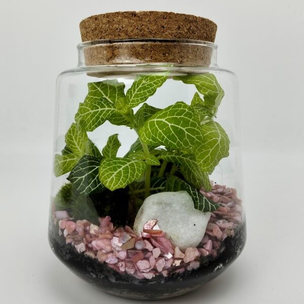 Terrario serie BA - 03