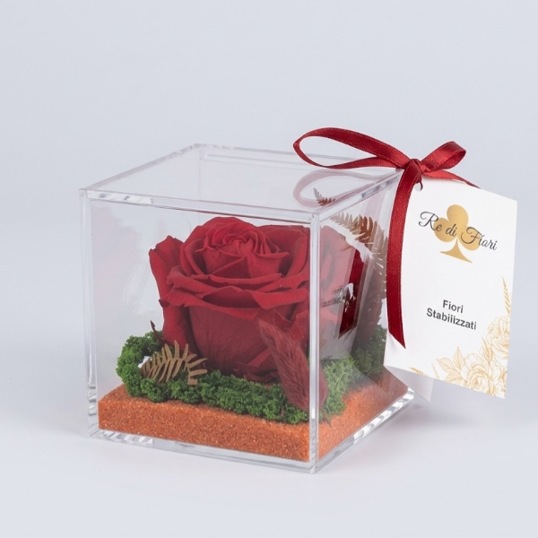 Cubo plexi - rosa rossa