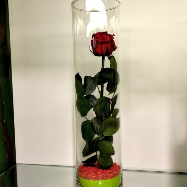 Rosa rossa stabilizzata + vaso cilindro grande
