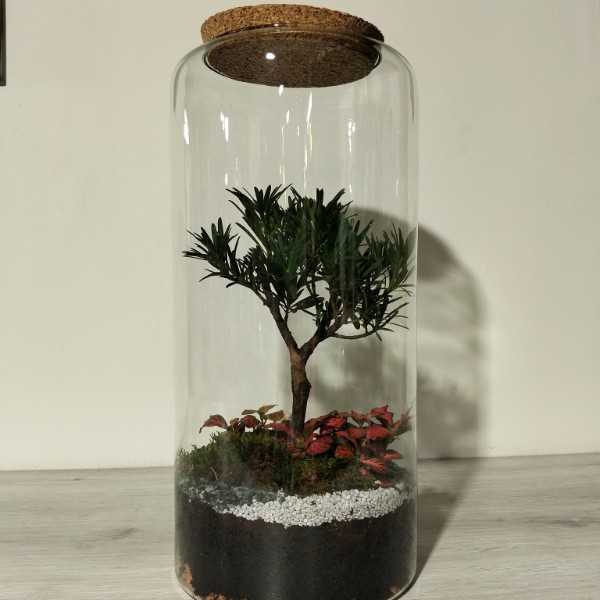 Terrario bonsai Podocarpus 