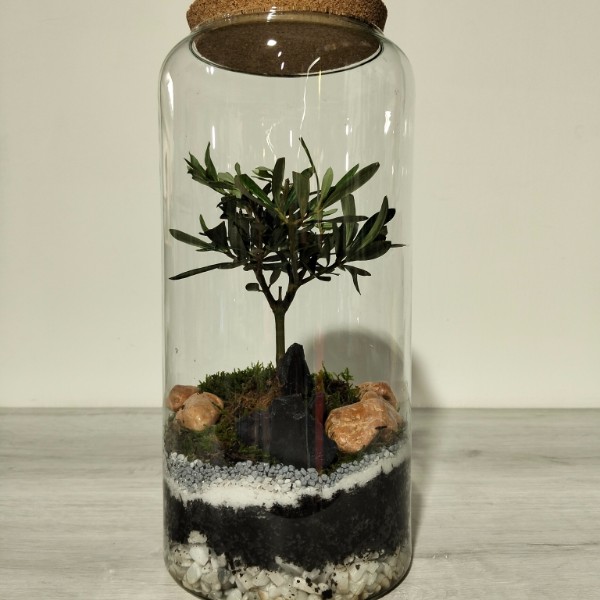 Terrario Olivo mini-bonsai