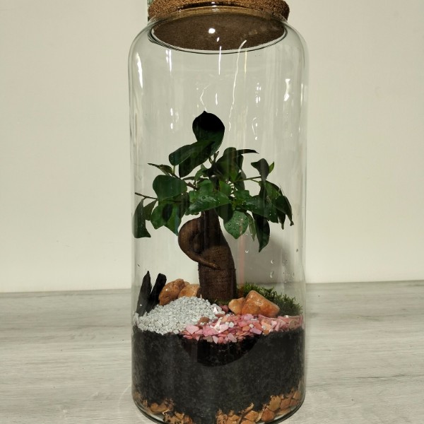 Terrario Ficus Ginseng - vaso cm. 31 x 14